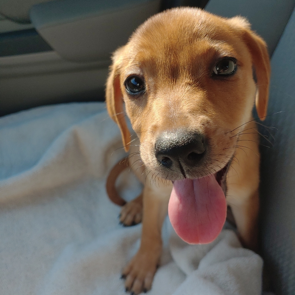 Meet your Posher, Abby